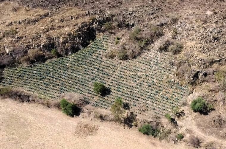 agave desmonte tala