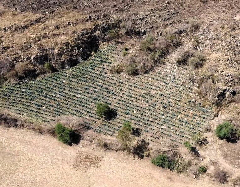 agave desmonte tala