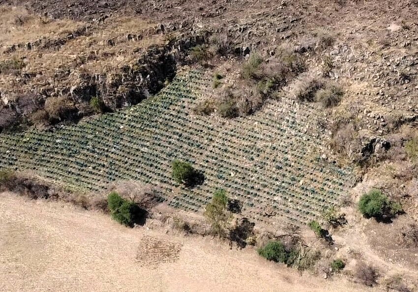 agave desmonte tala