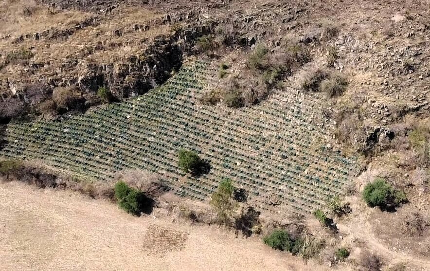 agave desmonte tala