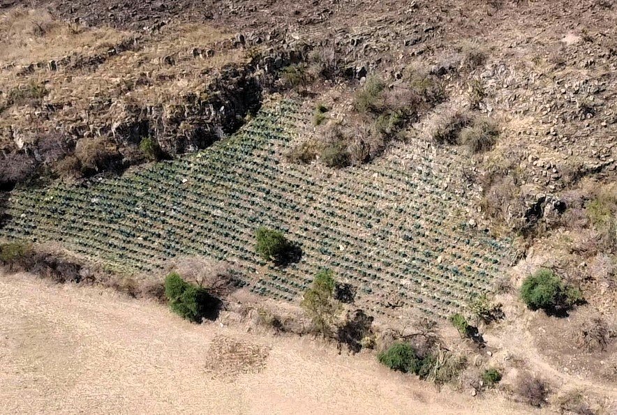 agave desmonte tala