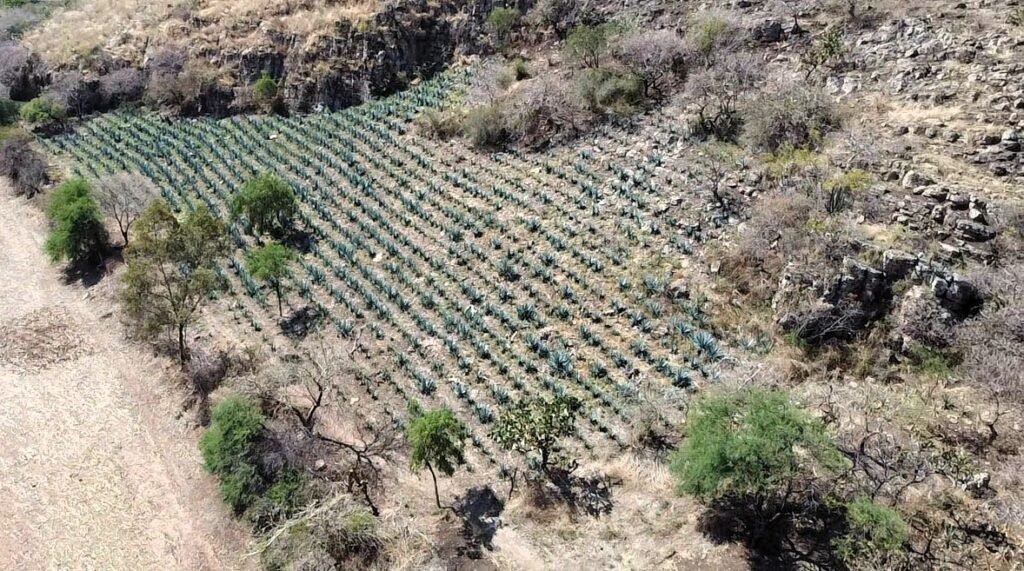 agave desmonte tala