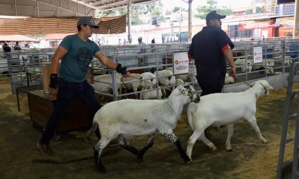 ovinocultura jalisco