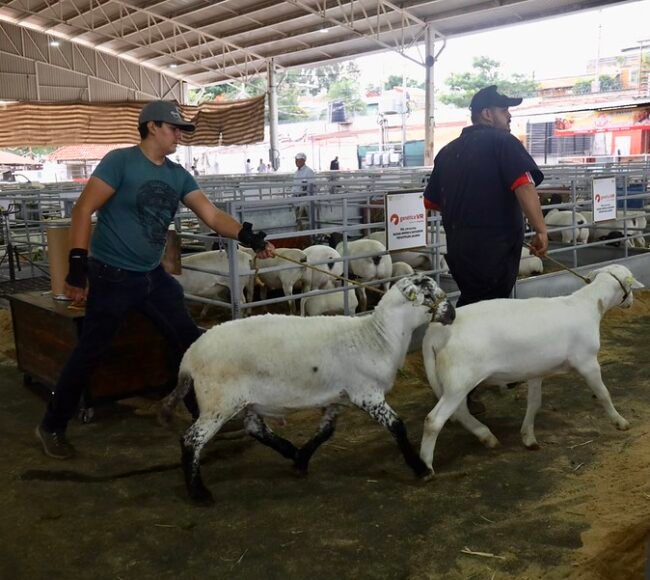 ovinocultura jalisco