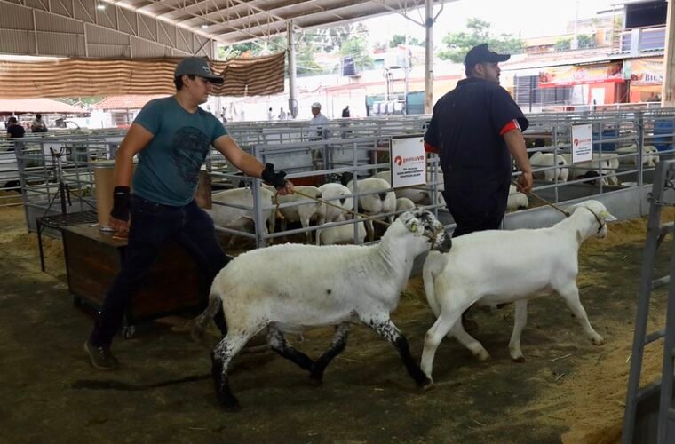 ovinocultura jalisco