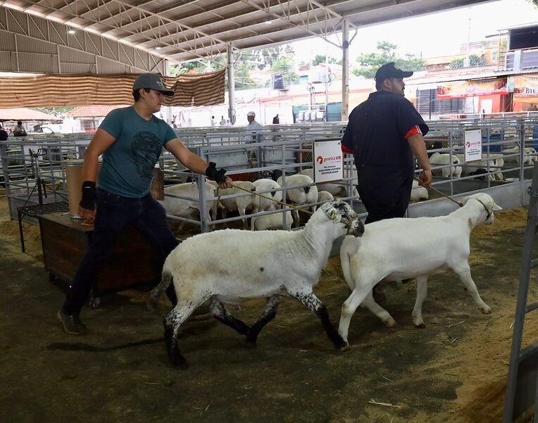 ovinocultura jalisco