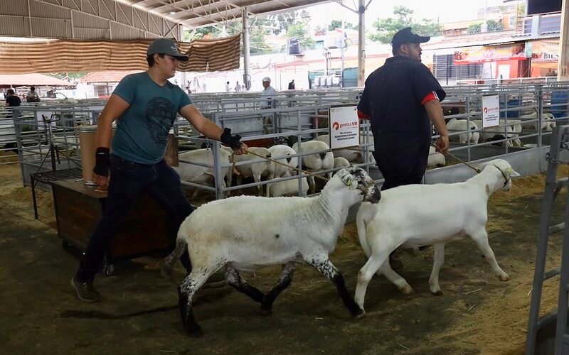 ovinocultura jalisco