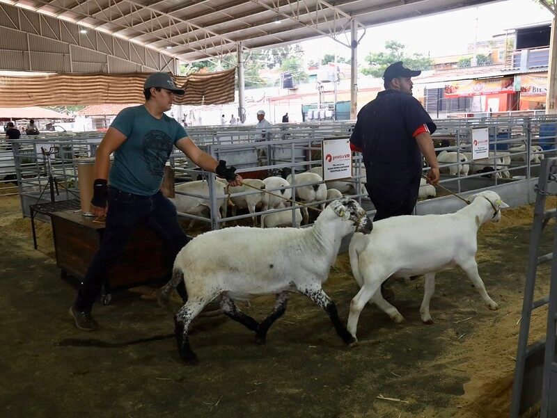 ovinocultura jalisco