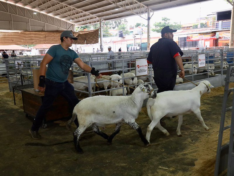 ovinocultura jalisco