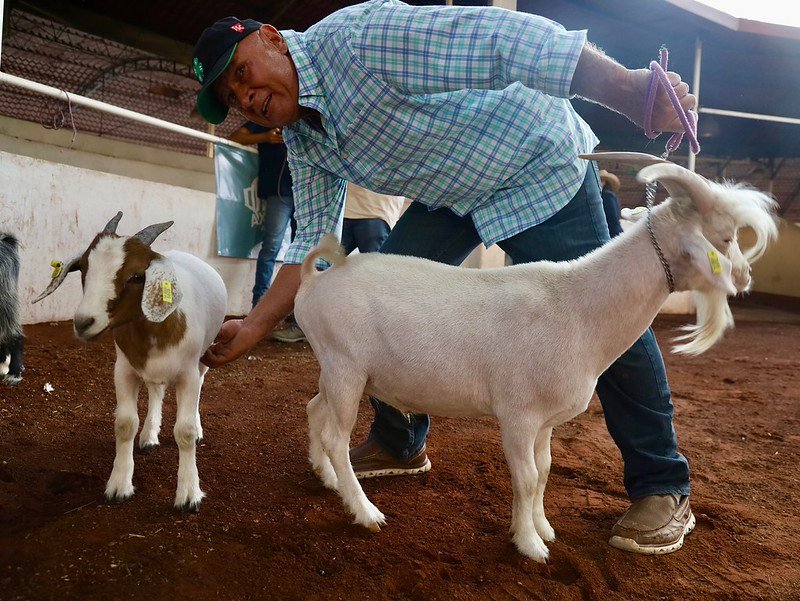 ovinocultura jalisco