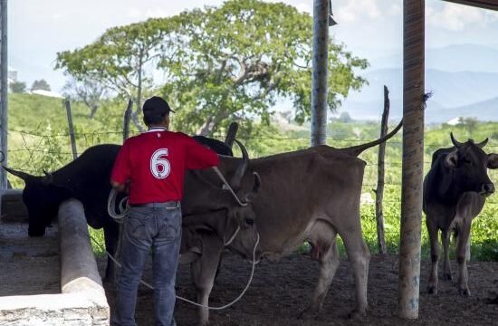 ganado lechero IA