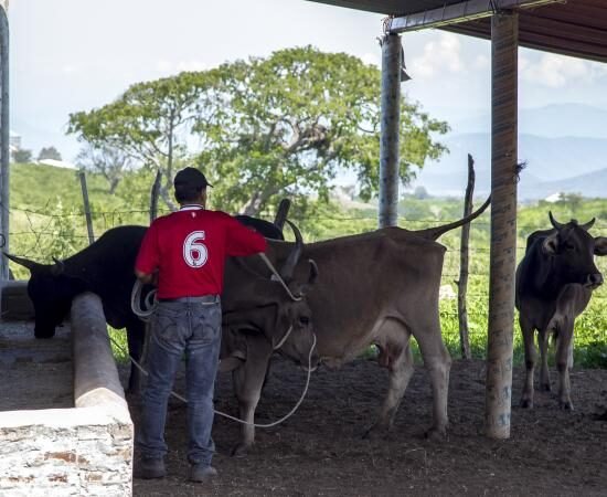 ganado lechero IA