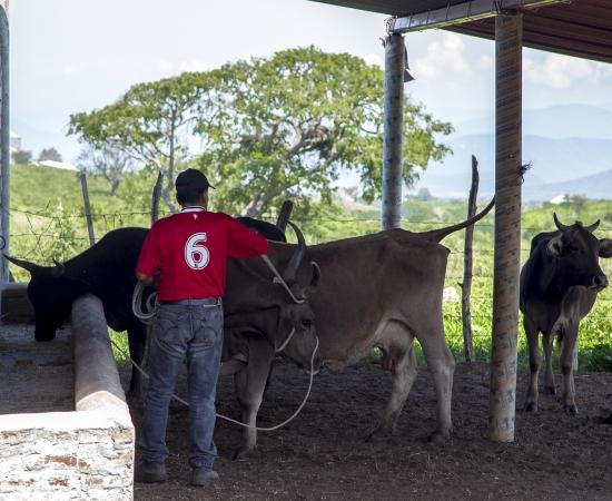 ganado lechero IA