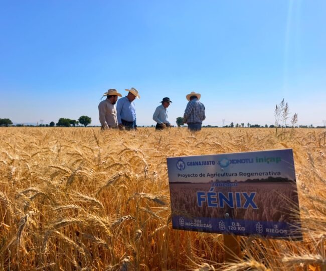 trigo fénix