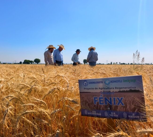 trigo fénix