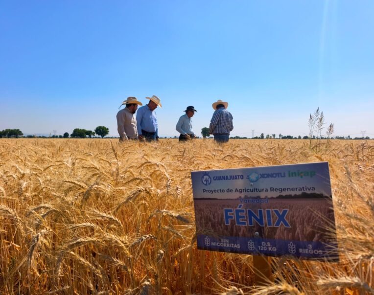 trigo fénix