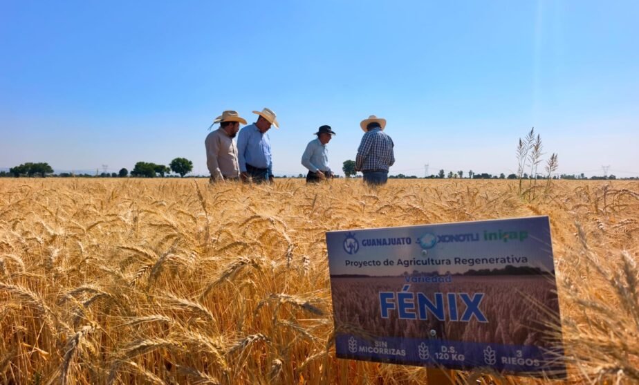 trigo fénix