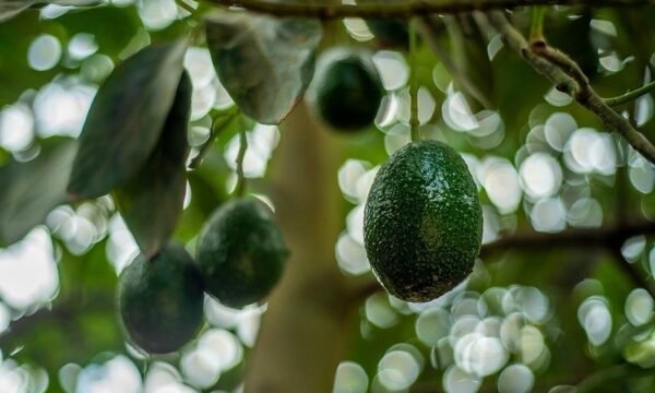 Aguacate Michoacán exportación