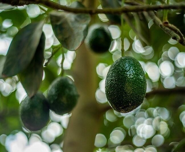 Aguacate Michoacán exportación