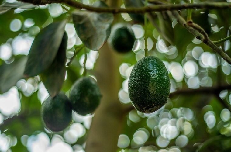 Aguacate Michoacán exportación
