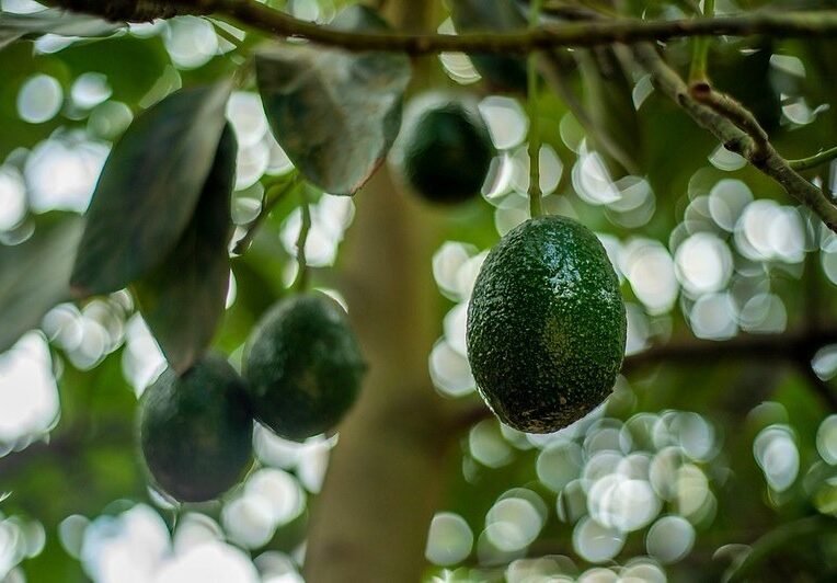 Aguacate Michoacán exportación