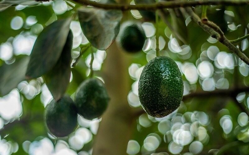 Aguacate Michoacán exportación