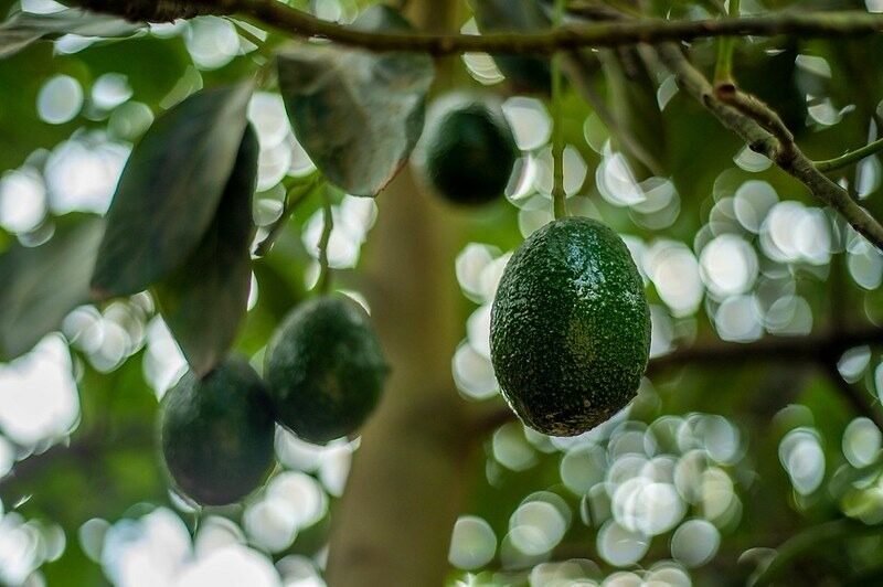 Aguacate Michoacán exportación