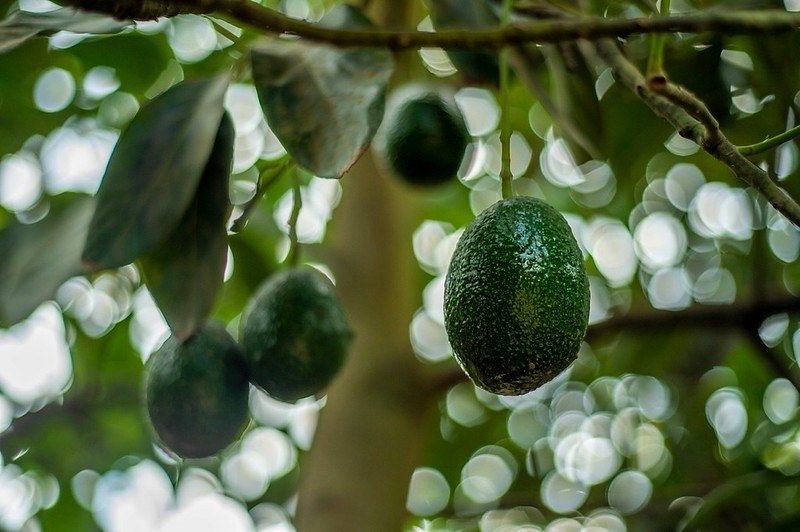 Aguacate Michoacán exportación