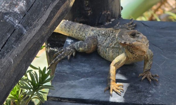 iguanas jilotlán jalisco