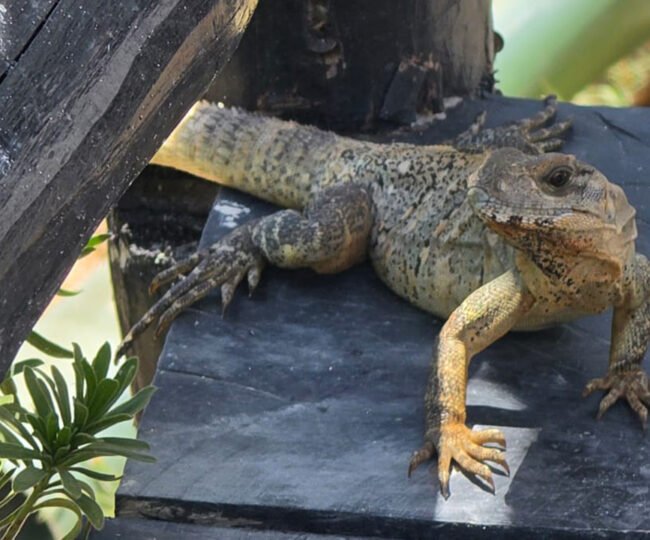 iguanas jilotlán jalisco