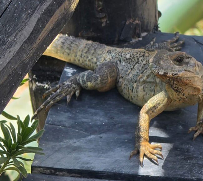 iguanas jilotlán jalisco