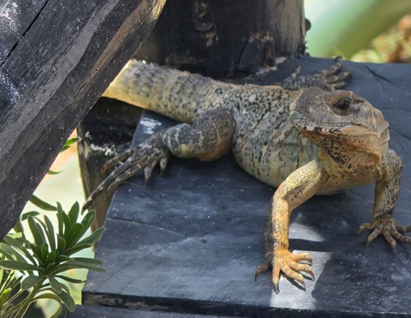 iguanas jilotlán jalisco
