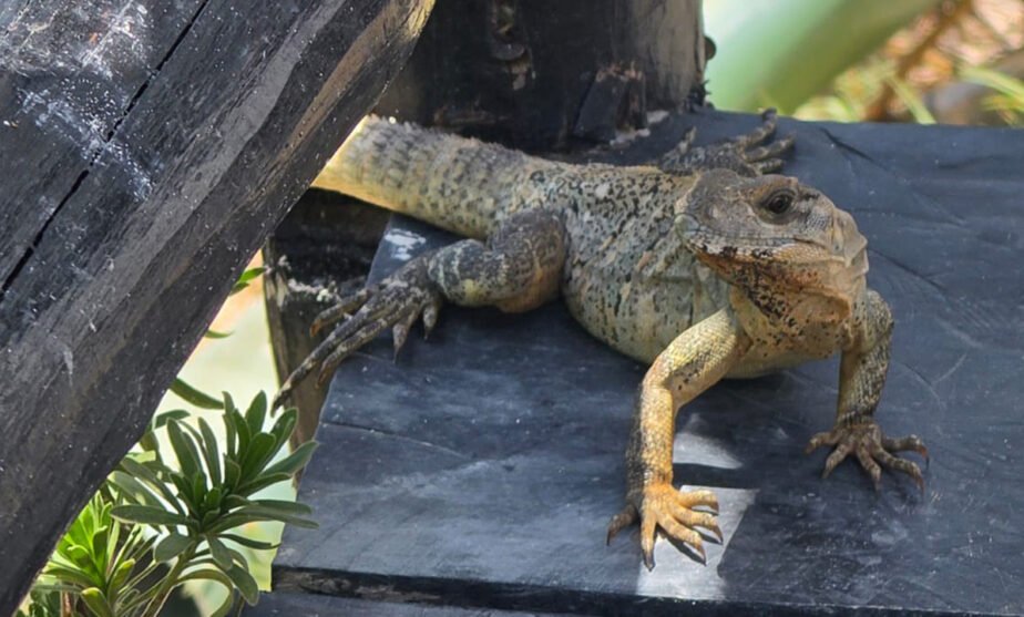 iguanas jilotlán jalisco