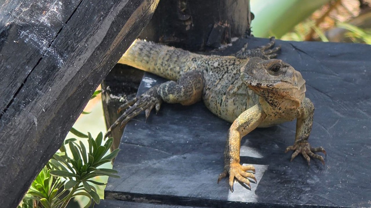 iguanas jilotlán jalisco