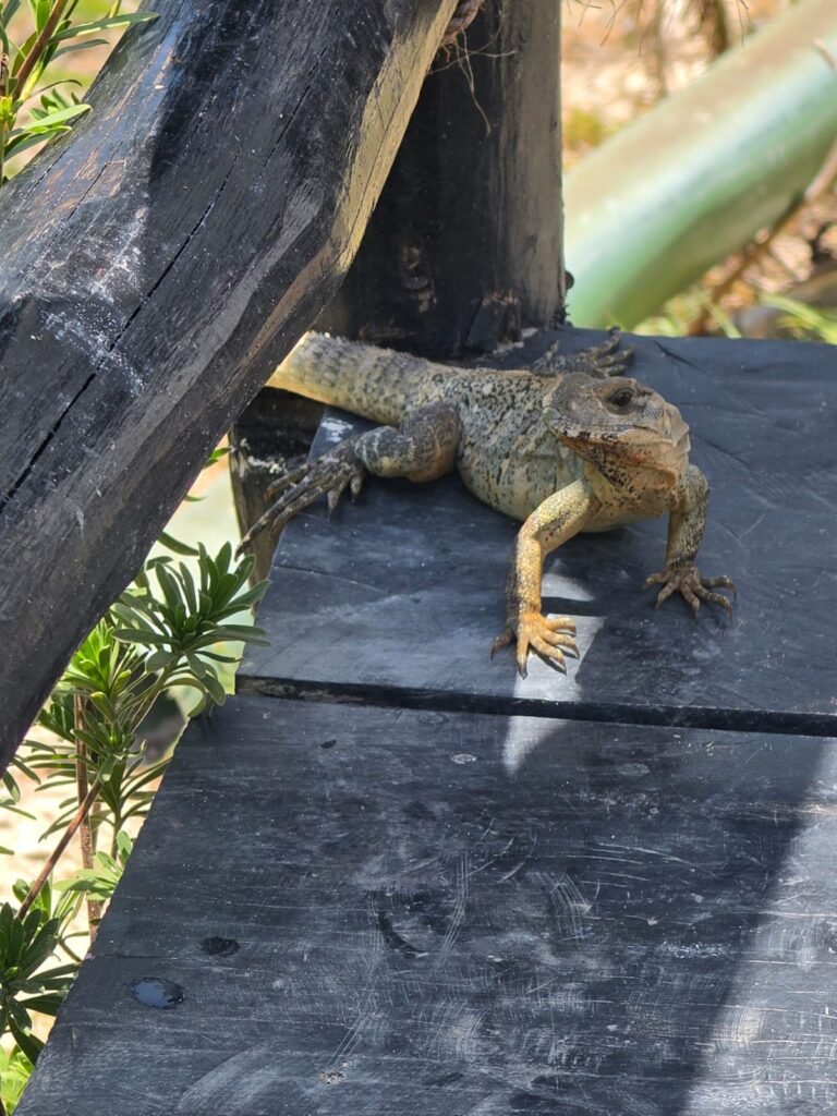iguanas jilotlán jalisco