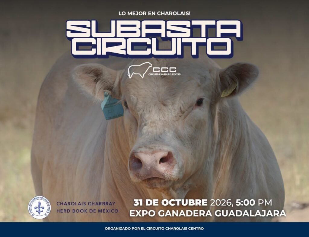 Charolais Charbray expo ganadera