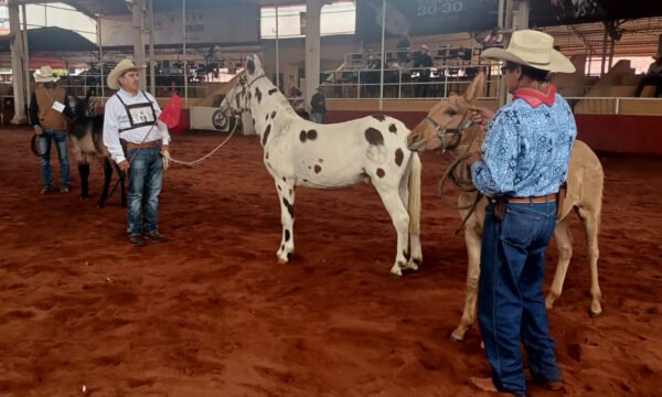 MULAS BURDÉGANOS