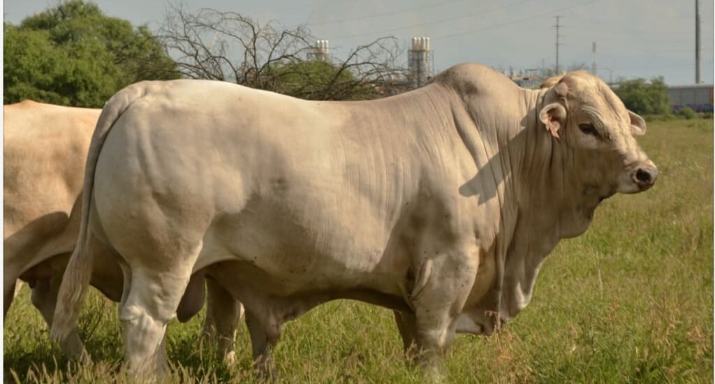 Charolais Charbray expo ganadera