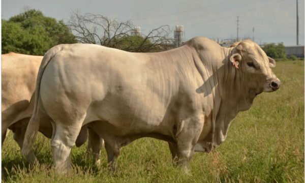 Charolais Charbray expo ganadera