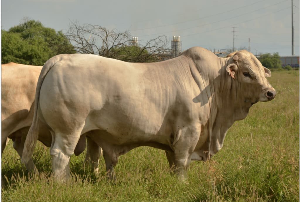Charolais Charbray expo ganadera