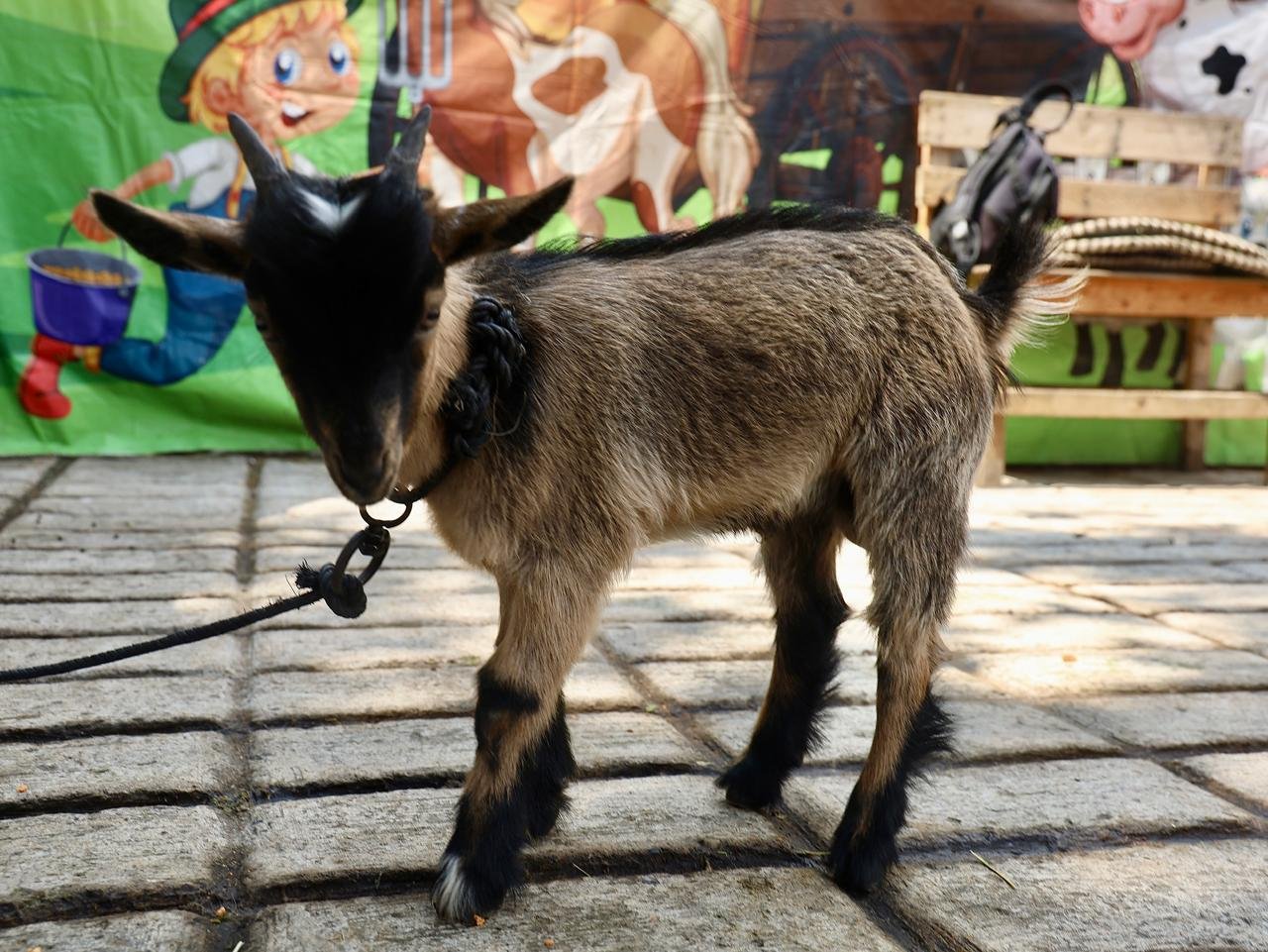 cabras enanas expo ganadera